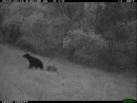 10.13.10 sow and cub1.JPG