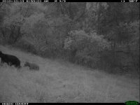 10.13.10 sow and cub3.JPG