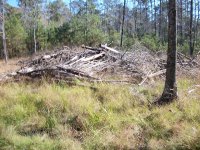 brush pile 1.JPG