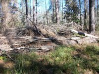 brush pile 5.JPG
