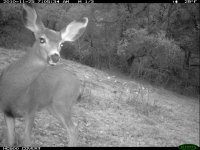 11.25.10 Doe With Pinto Ears.JPG