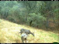10.24.10 spike and doe5.JPG