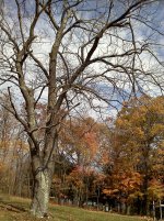 tree1.jpg