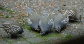 Pics.of Quail 001.jpg