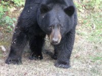 Bear & sky 003.jpg