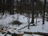 treetosplittingarea2 (Small).JPG
