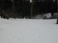 splttingarea (Small).JPG