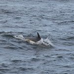 Atlantic_white-sided_dolphin_swimming.jpg