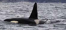 killer whale.jpg