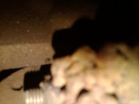 IMG00094-20101231-1540.jpg