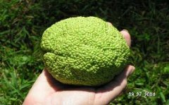 488493-green thing on hand.JPG
