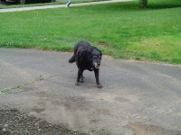 488578-working dog.JPG