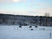 IMG_1987.jpg