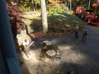 Big oak being lifted away.jpg