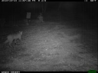 10.10.10 Bobcat2.JPG