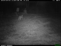 10.10.10 Bobcat5.JPG