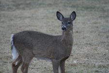 IMG_1129.JPG