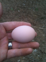 image-485328016.png