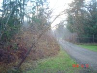 WillowTree 002.jpg