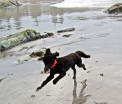 Bessie at Crescent Beach.jpg