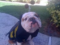 biff the bee.jpg