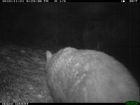 11.21.10 Bear1.JPG