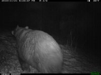11.21.10 Bear2.JPG