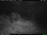 11.21.10 Bear6.JPG