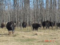 buffalo 2010 005.jpg