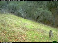 12.04.10 Bobcat1.JPG