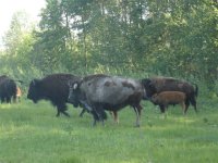 White bison june 2010 012.jpg