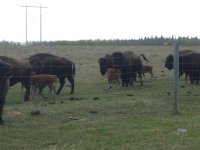 Calving season 2010 002.jpg