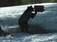 EarlyBear2.JPG