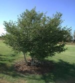yaupon_holly_tree_m_lg.jpg