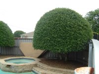 Yaupon%20Holly.jpg