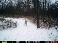 Back Yard Coyot.jpg