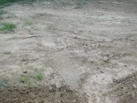 491335-Pul ruf and lumpy.JPG