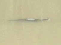 491571-turtlesnake.jpg
