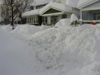 6-95425-buffalo.jpg