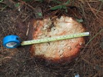 491965-7stump.jpg