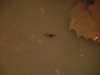 442853-frog in barn.jpg