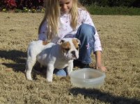 353315-puppy4.jpg