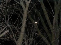 35-95925-coldfullmoon.jpg