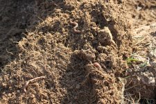 worms.JPG