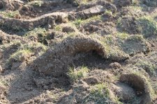 grass clumps.JPG