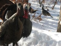 turkey in the snow 2011 005.jpg