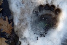 Bear Paw.jpg