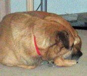 kirby sleep.JPG