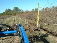 Vineyard Pruner 012 (Small).jpg