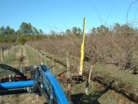 Vineyard Pruner 013 (Small).jpg
